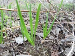 Allium nutans