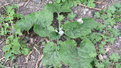 Arctium tomentosum