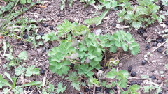 Aquilegia vulgaris