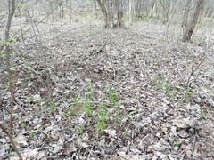 Allium nutans