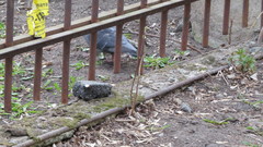 Columba livia domestica