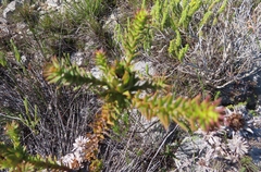 Oedera capensis