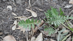 Tanacetum vulgare