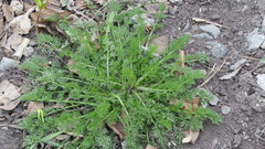 Tripleurospermum inodorum