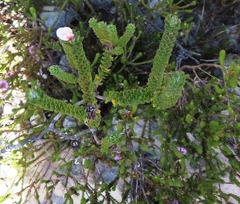 Adenandra obtusata