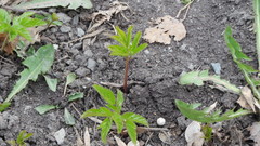 Aegopodium podagraria