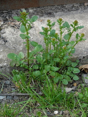 Barbarea vulgaris