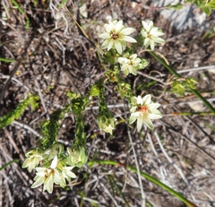 Euchaetis longibracteata
