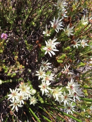 Euchaetis longibracteata