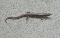 Subdoluseps bowringii