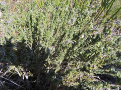 Lobostemon trigonus