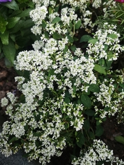 Euphorbia leucocephala