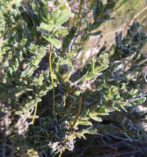 Image of Lobostemon trigonus by (c) linkie, some rights reserved (CC BY)