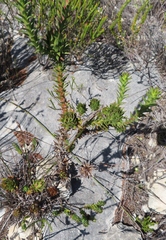 Oedera capensis