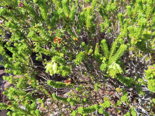 Image of Erica oblongiflora by (c) linkie, some rights reserved (CC BY)