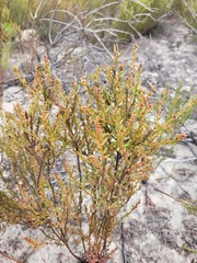 Erica axillaris