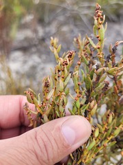 Erica axillaris