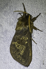 Oxycanus antipoda