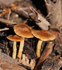 Cortinarius mastoideus