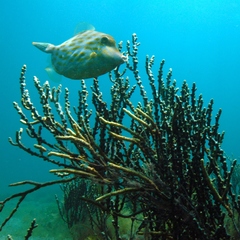 Eubalichthys mosaicus