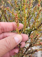 Erica axillaris