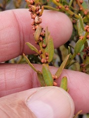Erica axillaris
