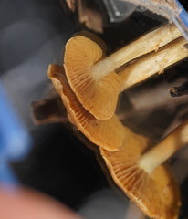 Cortinarius mastoideus