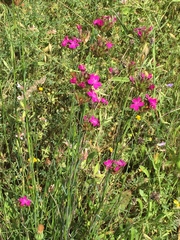 Dianthus balbisii