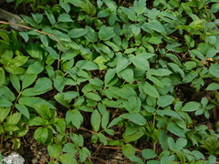 Aegopodium podagraria