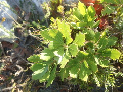 Morella diversifolia