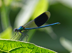 Calopteryx splendens