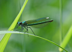 Calopteryx splendens