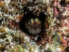 Antennablennius adenensis