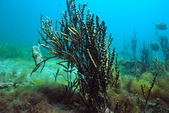 Eubalichthys mosaicus