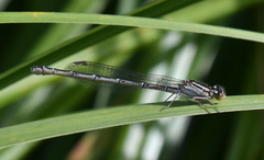 Enallagma cyathigerum