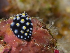 Phyllidia madangensis