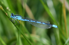 Enallagma cyathigerum