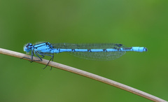 Enallagma cyathigerum