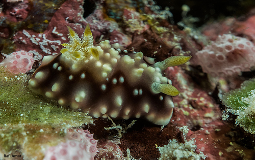 Geometric Goniobranchus