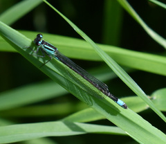 Ischnura elegans