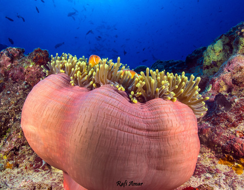 Magnificent Sea Anemone, photo 3 of 10
