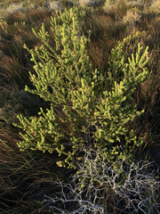 Erica brachialis