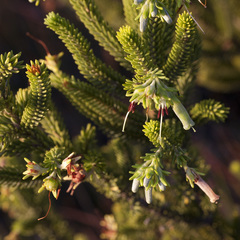 Erica brachialis
