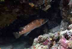 Acantholabrus palloni