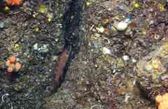 Acantholabrus palloni