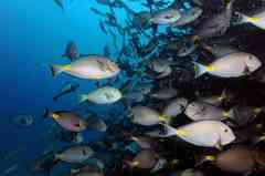 Acanthurus monroviae