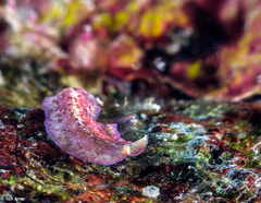 Pseudoceros goslineri