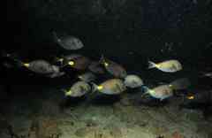 Acanthurus monroviae