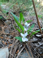 Viola lactea
