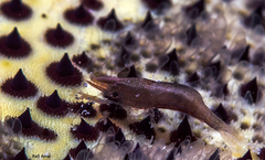 Zenopontonia soror